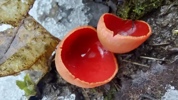 Фото: пресс-служба Мосприроды