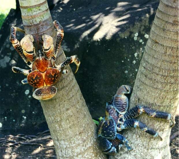Coconutcrab23 Самый крупный представитель членистоногих, кокосовый краб!