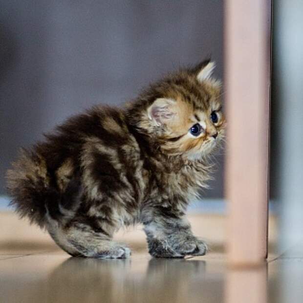 Когда забирать котенка?