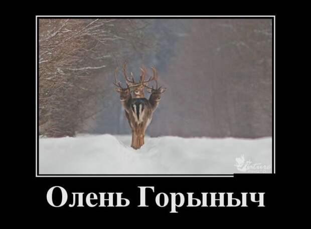Свежие демотиваторы декабря Свежие демотиваторы декабря