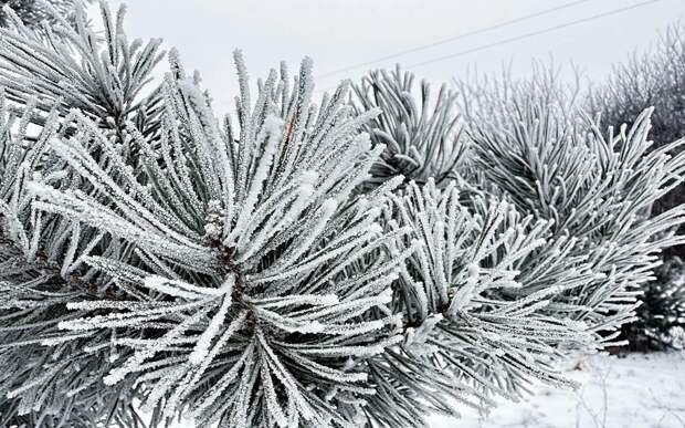 Крещенские морозы подступают: в Рязанской области уже ночью ждут -20°С