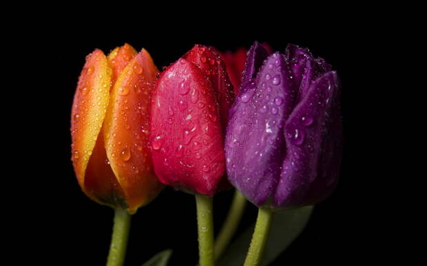 тюльпаны, цветные