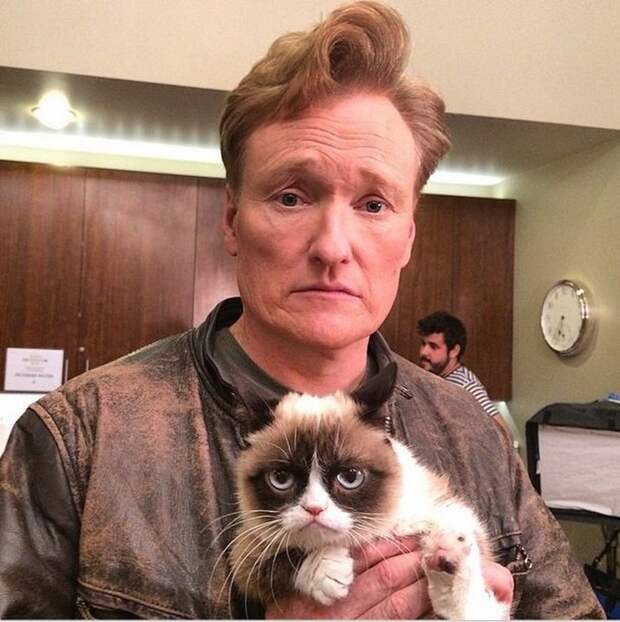 кошка