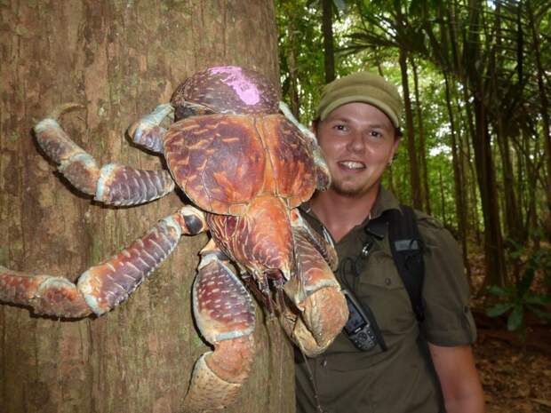 Coconutcrab10 800x600 Самый крупный представитель членистоногих, кокосовый краб!