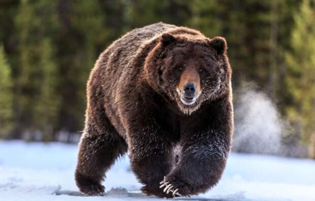 В Канаде медведи гризли стали появляться там, где их раньше никогда не встречали