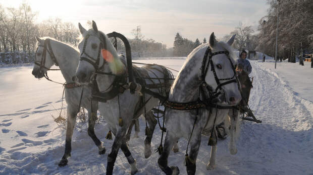 «Лошадь для России — это не гороскоп, а культурный код»: что значит символ 2026 года по восточному календарю