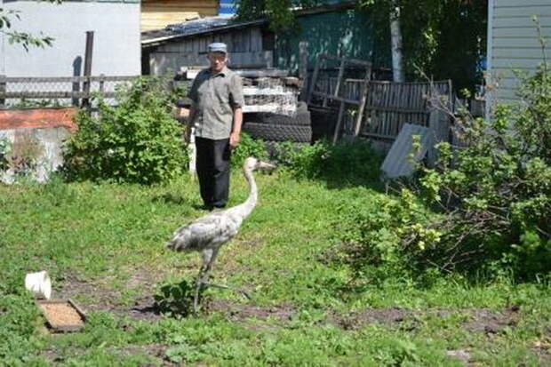 Журка прожил у своих спасителей две недели. Фото: Елена ЗАБОЛОТСКАЯ («Чулымская газета»)