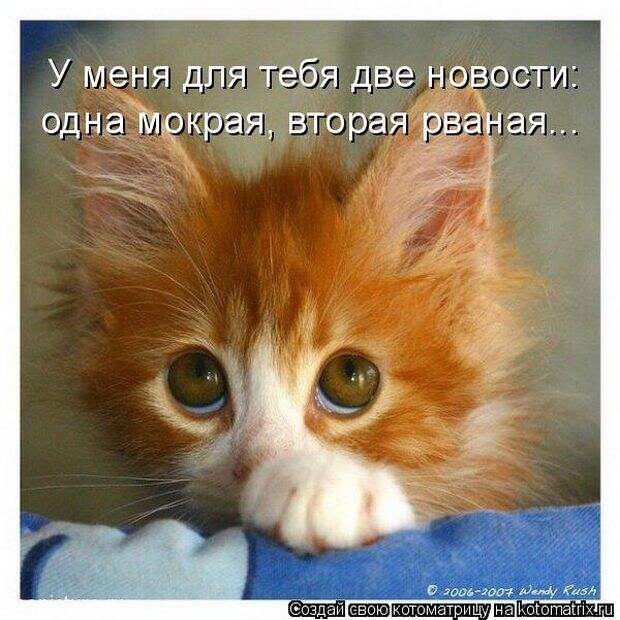 Лучшие котоматрицы недели (50 фото) Лучшие котоматрицы недели (50 фото)