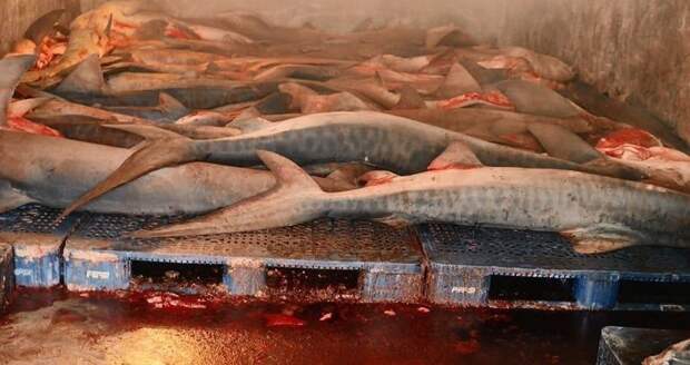 Незаконно убитых акул продают под видом лосося? Роб Стюарт, акулы, браконьерство, документальное кино, морские хищники, незаконная охота, рыбы, уничтожение акул