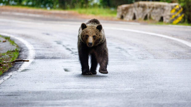 Полиция Иркутской области предупредила жителей о медведях в населённых пунктах
