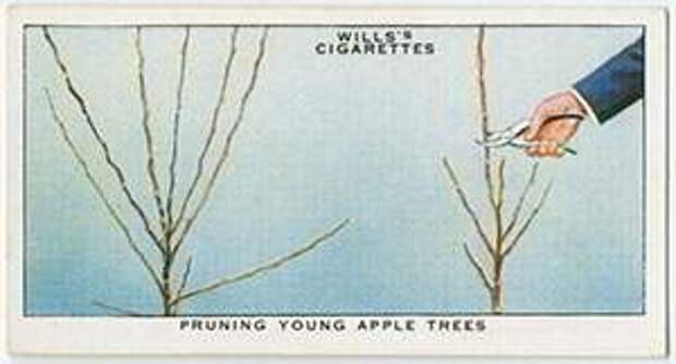 Как обрезать молодые яблони: Органическая еда, натуральные продукты