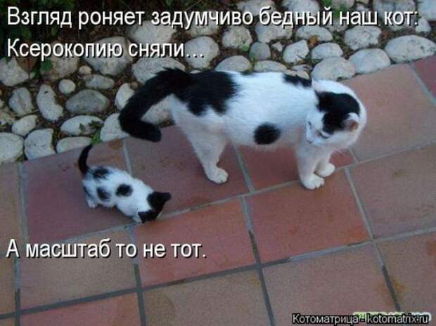 Котоматрицы(картинки с надписями)