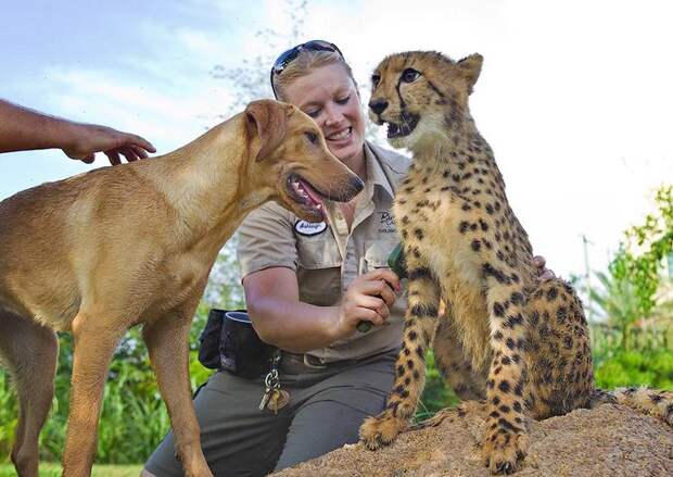 Про дружбу кошек с собаками 00 kasi and mtani dog and cheetah friends Про дружбу кошек с собаками