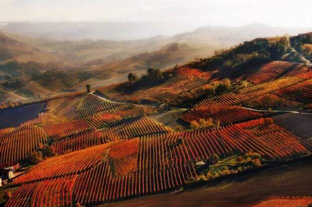 Осенние виноградники около Альбы на холмах Ланге, в Пьемонте. Автор фотографии: Валентина Гальвано (Valentina Galvagno).