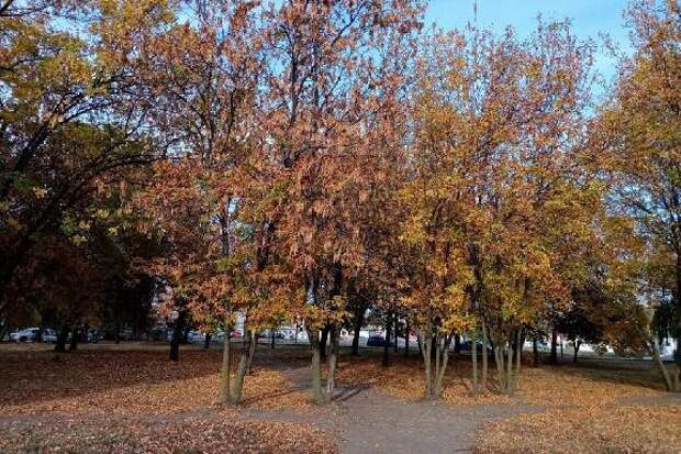 В выходные в Тамбове ожидается похолодание и первый снег