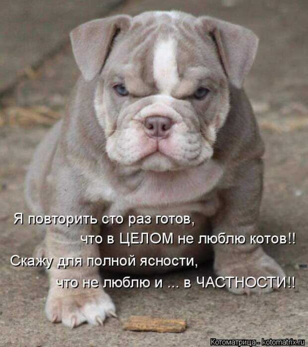Лучшие котоматрицы недели (50 фото)