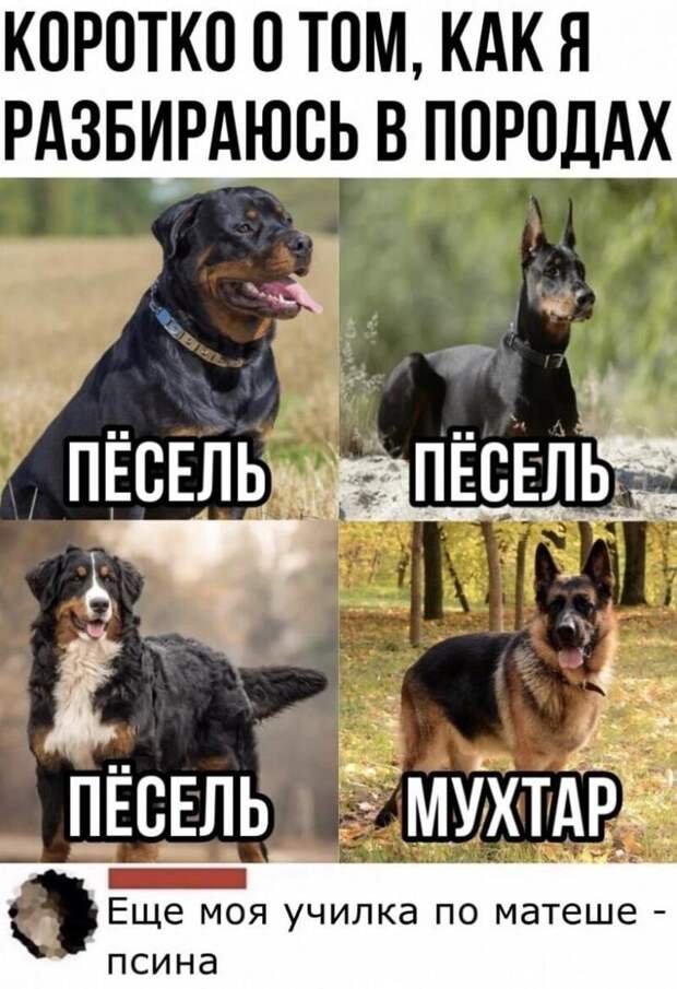 Убойные комментарии из соцсетей