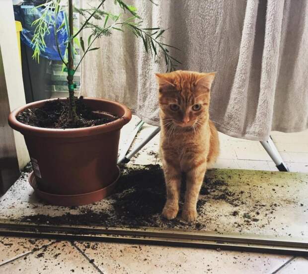 10 самых наглых котов, которых поймали с поличным (фото)