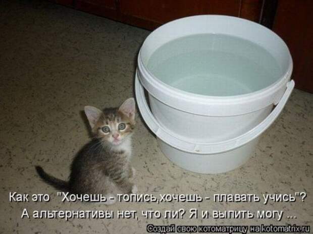 Котоматрица новые за неделю.