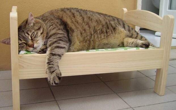 Ночью кошка спит в ногах и не перетягивает на себя все одеяло животные, коты, прикол, юмор
