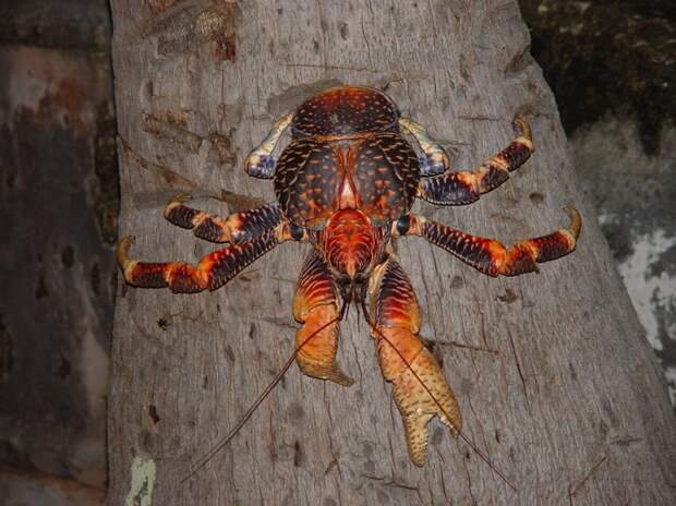 Coconutcrab21 Самый крупный представитель членистоногих, кокосовый краб!