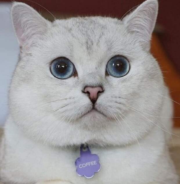Кот с ошейником