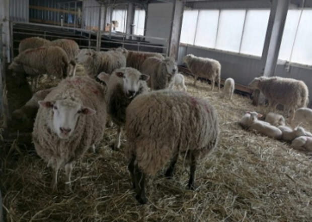 Ученому-овцеводу грозит до 12 лет тюрьмы за коллаборационизм