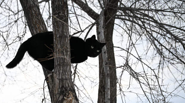 Залез и не смог слезть: кот на двое суток застрял на 25-метровой сосне
