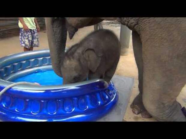 Маленький слоненок впервые в жизни искупался!