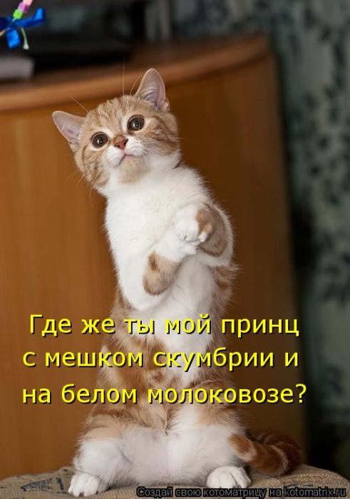 Котоматрицы (картинки с надписями)