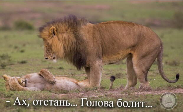Голова болит