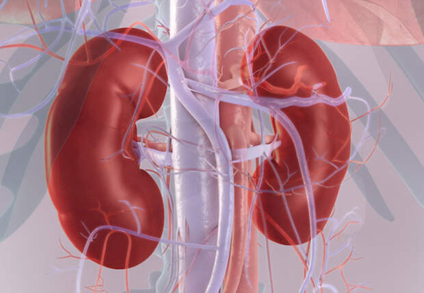 Почечная гипертония: повышение давления, связанное с почками