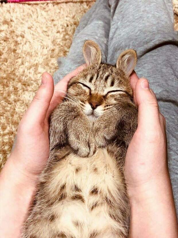 Котики, которые так и притягивают внимание к себе Котики, которые так и притягивают внимание к себе