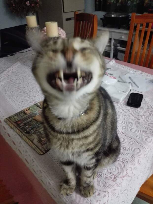 Вибрация  животные, кот, фотография, чихание