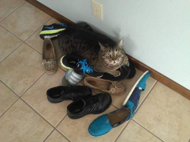 Кошки и обувь (21 фото)