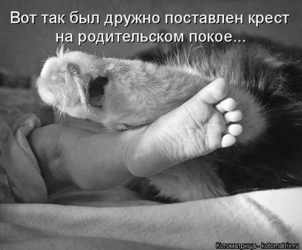Котоматрица новая и прикольная (37 фото)