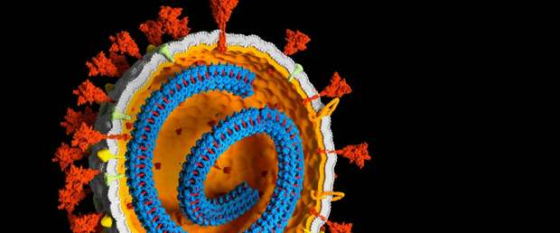 Доказана возможность коронавируса интегрироваться в человеческую ДНК