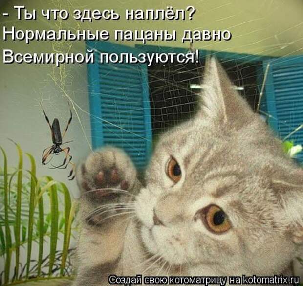 Кошатина да псятинка позитивная, этакая забавная, с надписями, очень много на выходные