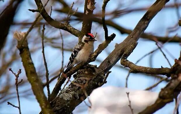 Петербург ждёт жаркое лето. Такой прогноз сделал маленький пернатый синоптик