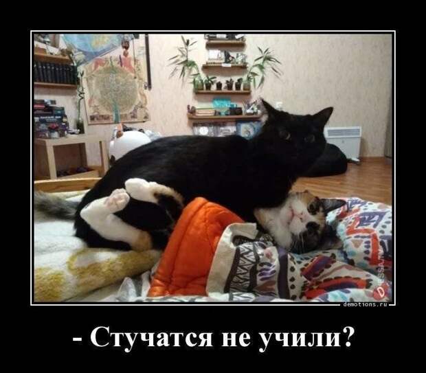 Кошачьи демотиваторы демотиваторы, коты, юмор