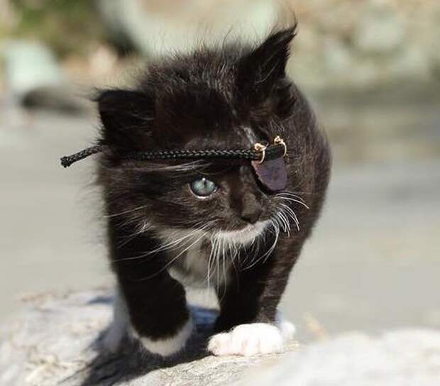 Маленький котенок-пират Шрам