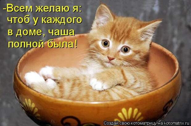 Просто котики коты, юмор