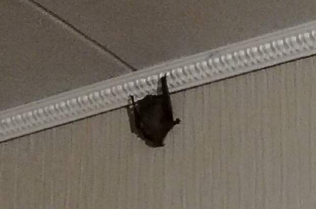 Летучую мышь поймали волонтеры в квартире в Рязани