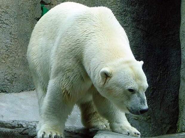 Виды медведей: фото и названия. Виды белых медведей