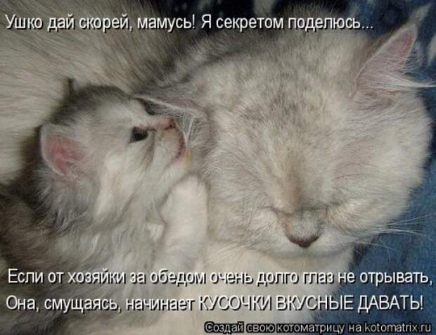 Лучшая котоматрица за неделю (31 шт)