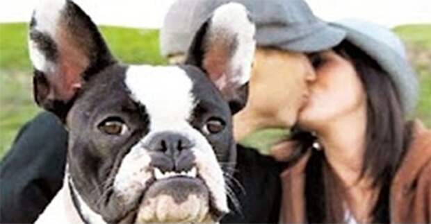 2. Собака будет всегда рядом, даже в самые романтические моменты Любовь, животные, ревность, собака