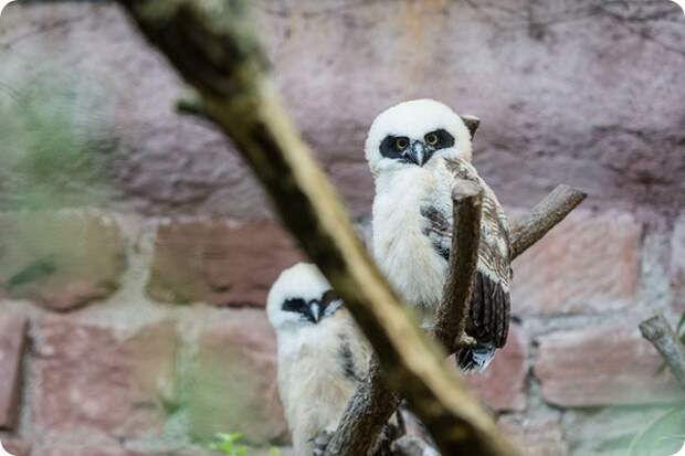 Птенцы очковой совы из зоопарка Базеля покинули свое гнездо
