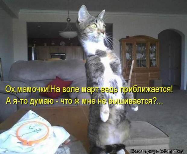 Котоматрицы (картинки с надписями)