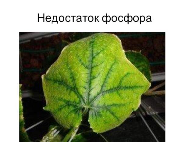 Как понять, чем болеет ваш огурец?