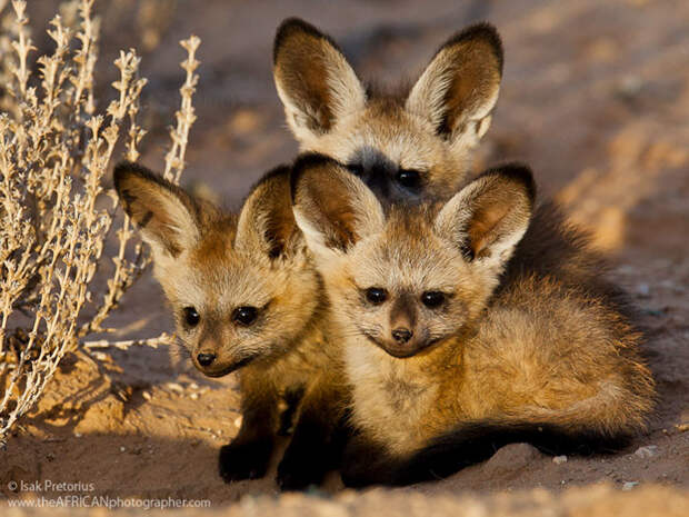 Детеныши африканской большеухой лисицы. животные, маленький, фото